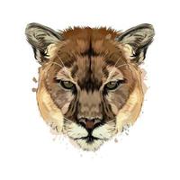 Puma, cougar head portrait from a splash of watercolor, colored drawing, realistic. Vector illustration of paints