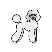 poodle dog pet mascot breed character vector