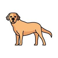 golden retriever perro mascota mascota personaje de raza vector