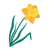 Yellow daffodil flower. Hand drawn vector blossom plant on isolated white background
