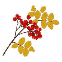 Rowan branch with red berries and autumn yellow leaves. Hand drawn vector illustration on isolated white background