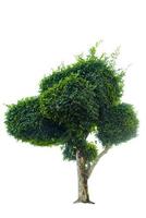 Bonsai tree, green leaves, isolated on a white background Natural objects photo