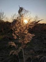 hierba seca en la luz del sol al atardecer. foto