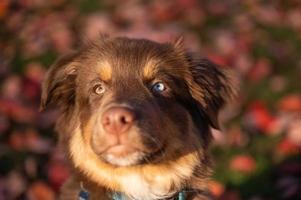 Close Up retrato de cachorro de pastor australiano marrón con heterocromía en una puesta de sol en el parque foto