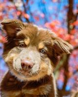 Retrato de un cachorro de pastor australiano marrón con heterocromia en una tarde soleada en el parque foto