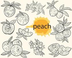 Vector outline peach sketch set