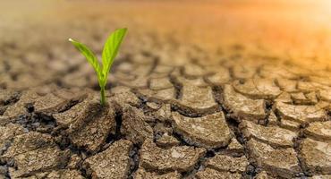 The concept of environmental restoration The growth of seedlings on cracked soil, cracked soil in the dry season affected by global warming causes climate change  water shortages photo