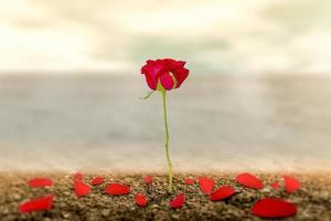 una rosa romántica en la tierra del amor que se hace como símbolo del amor y la libertad. foto