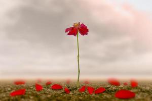 una rosa romántica en la tierra del amor que se hace como símbolo del amor y la libertad. foto