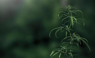 Marijuana leaf and hemp oil pictures dark background, beautiful background photo
