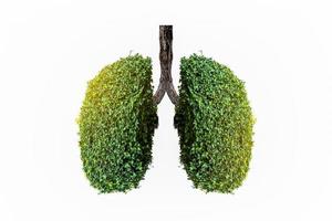 Lung green tree-shaped images, medical concepts, autopsy, 3D display and animals as an element photo