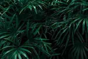 Colorful leaves on a bright green nature background in a dark corner. photo