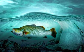 Plastic pollution in marine environmental problems Animals in the sea cannot live. And cause plastic pollution in the ocean Environmental concept photo