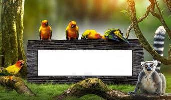 Parrot sun conure concept of Wildlife Protection Day photo