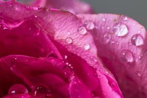 Water droplets on pink rose petals photo