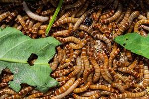 Closeup bird worm, Food for animals, insect photo