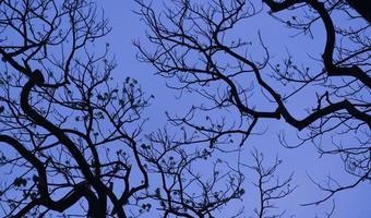 Silhouette trees with nice sky background, forest photo