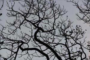 silueta de árboles con bonito fondo de cielo, bosque foto