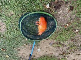 Koi died on the ground, Dead fish photo