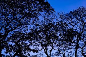 Silhouette trees with beautiful sky background, forest photo