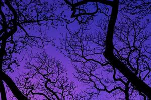 silueta de árboles con fondo de cielo hermoso, bosque foto