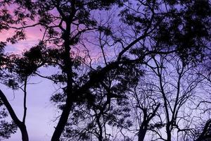 Silhouette trees with nice sky background, forest photo