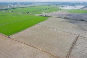 campo de arroz con paisaje verde patrón naturaleza antecedentes