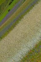 Castelluccio Di Norcia and its flowering nature photo