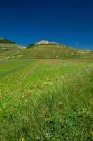 Castelluccio Di Norcia and its flowering nature photo