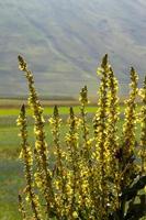 castelluccio di norcia y su naturaleza floreciente foto