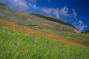 castelluccio di norcia y su naturaleza floreciente foto