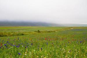 Castelluccio Di Norcia and its flowering nature photo