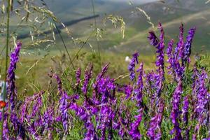 castelluccio di norcia y su naturaleza floreciente foto