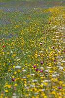 castelluccio di norcia y su naturaleza floreciente foto