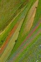 castelluccio di norcia y su naturaleza floreciente foto