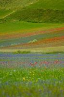 castelluccio di norcia y su naturaleza floreciente foto