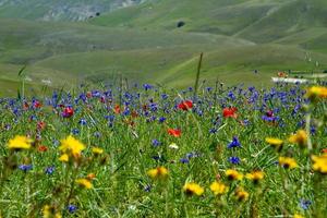 Castelluccio Di Norcia and its flowering nature photo