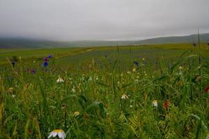 castelluccio di norcia y su naturaleza floreciente foto