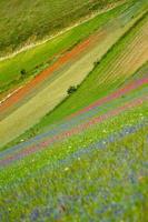 castelluccio di norcia y su naturaleza floreciente foto