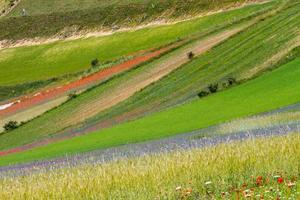 castelluccio di norcia y su naturaleza floreciente foto