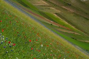 Castelluccio Di Norcia and its flowering nature photo