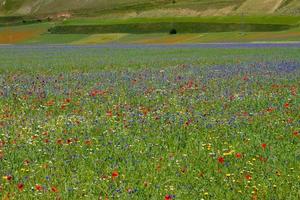 castelluccio di norcia y su naturaleza floreciente foto