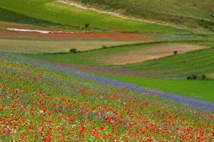 Castelluccio Di Norcia and its flowering nature photo