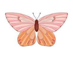 colored butterfly isolated vector
