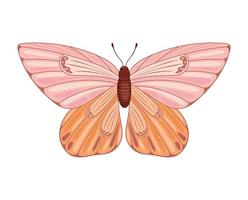 colored butterfly isolated vector