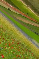 castelluccio di norcia y su naturaleza floreciente foto