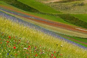 castelluccio di norcia y su naturaleza floreciente foto