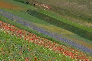 Castelluccio Di Norcia and its flowering nature photo