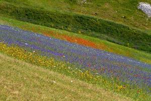 castelluccio di norcia y su naturaleza floreciente foto