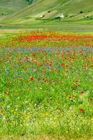 castelluccio di norcia y su naturaleza floreciente foto